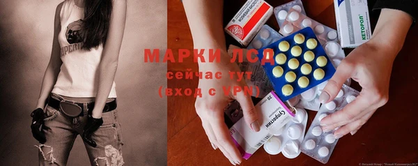 сатива Новозыбков