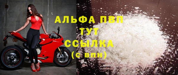 сатива Новозыбков