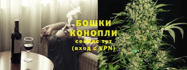сатива Новозыбков
